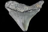Juvenile Megalodon Tooth - Georgia #83647-1